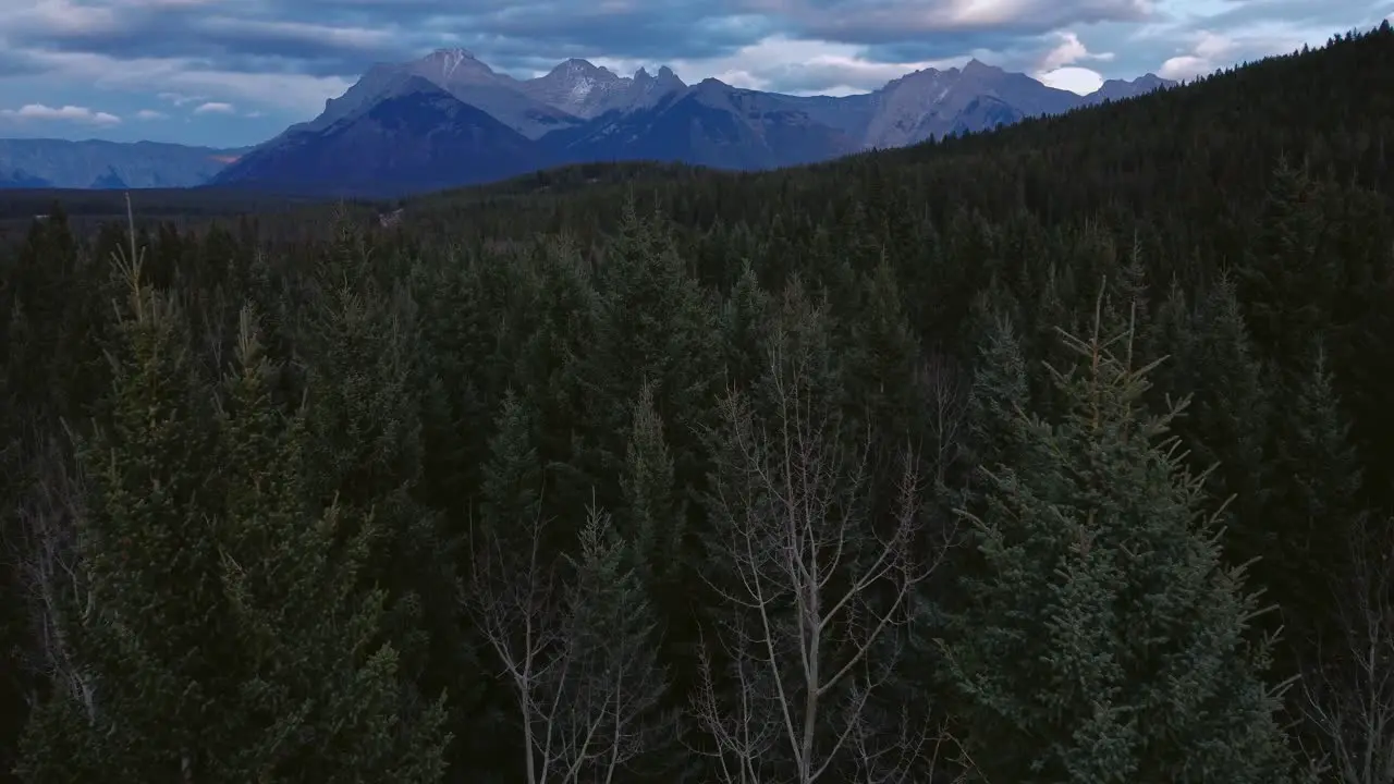 Mountain range approaching pine forest sideways close up