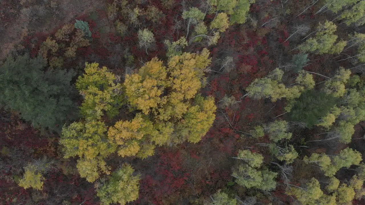 Drone footage of fall colors in the mountains