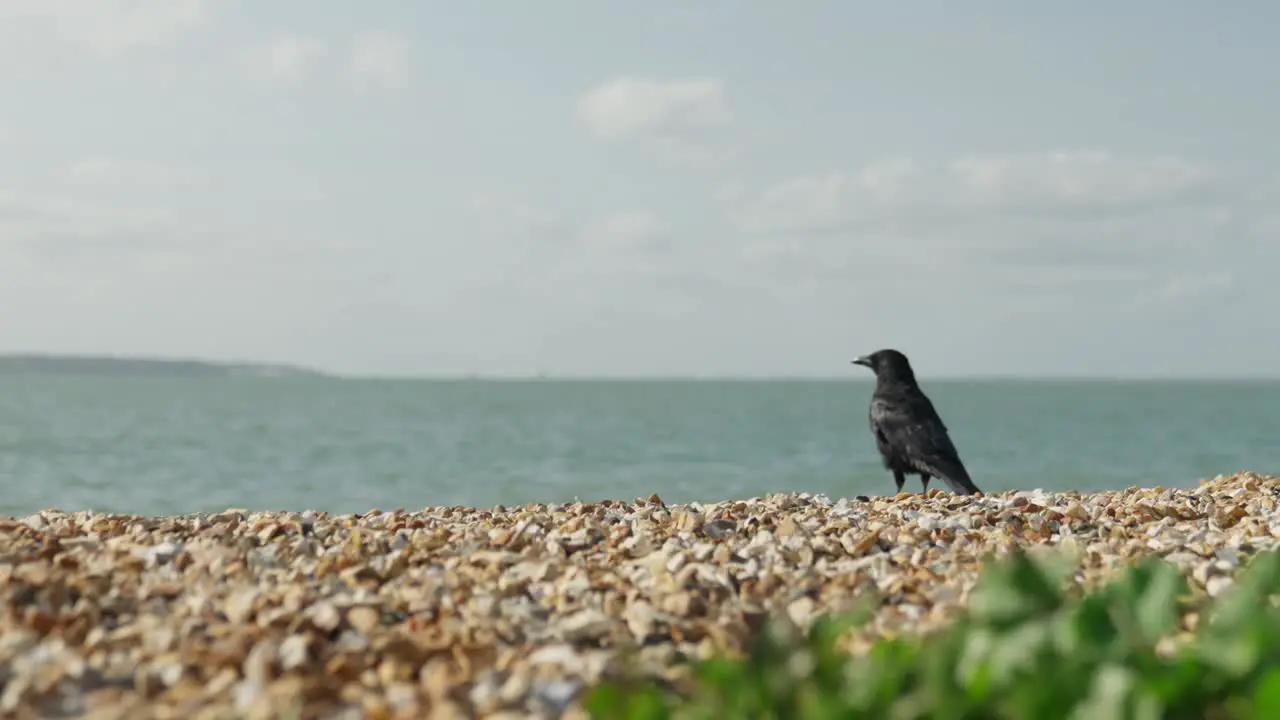 Crow wanders the beach