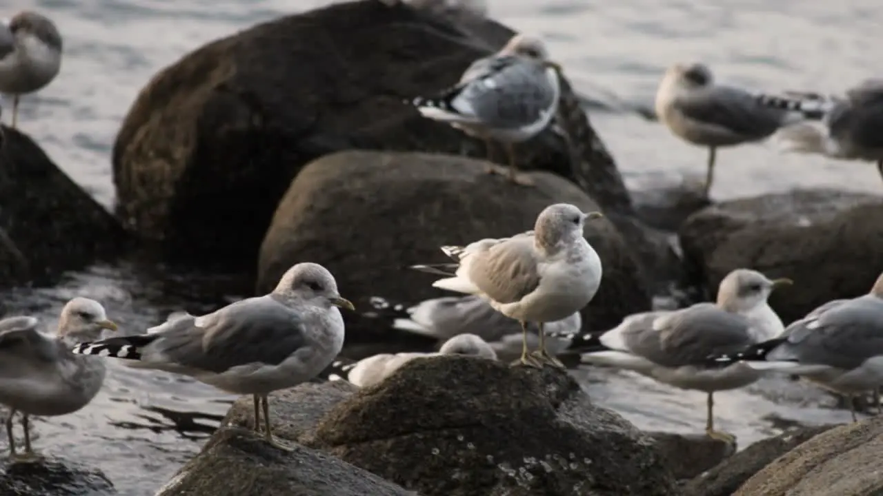 Panning Shot of Gulls Resting on Coastal Rocks