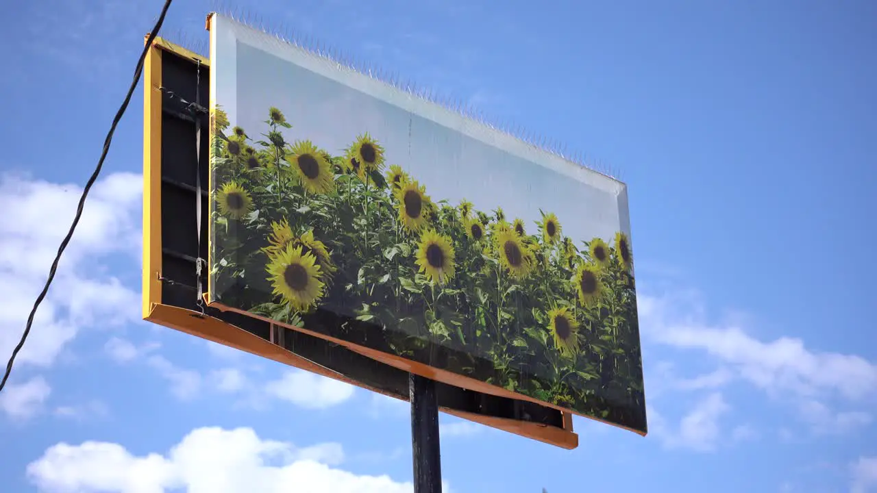 Sunflower Artwork City Mural with Blue Sky