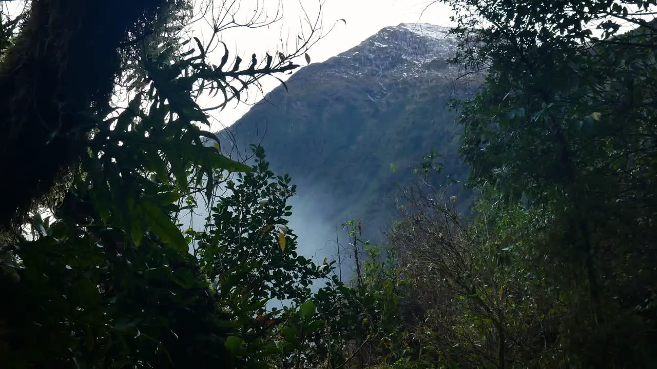 dense rainforest with snowy mountains