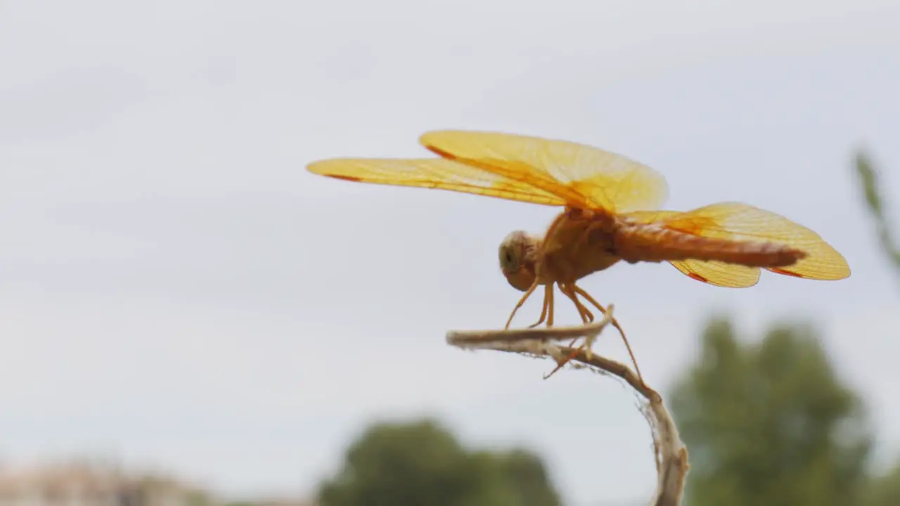 Macro shot of yellow dragonfly sitting on tall grass with a green tree line in the background against a cloudy sky in Arizona