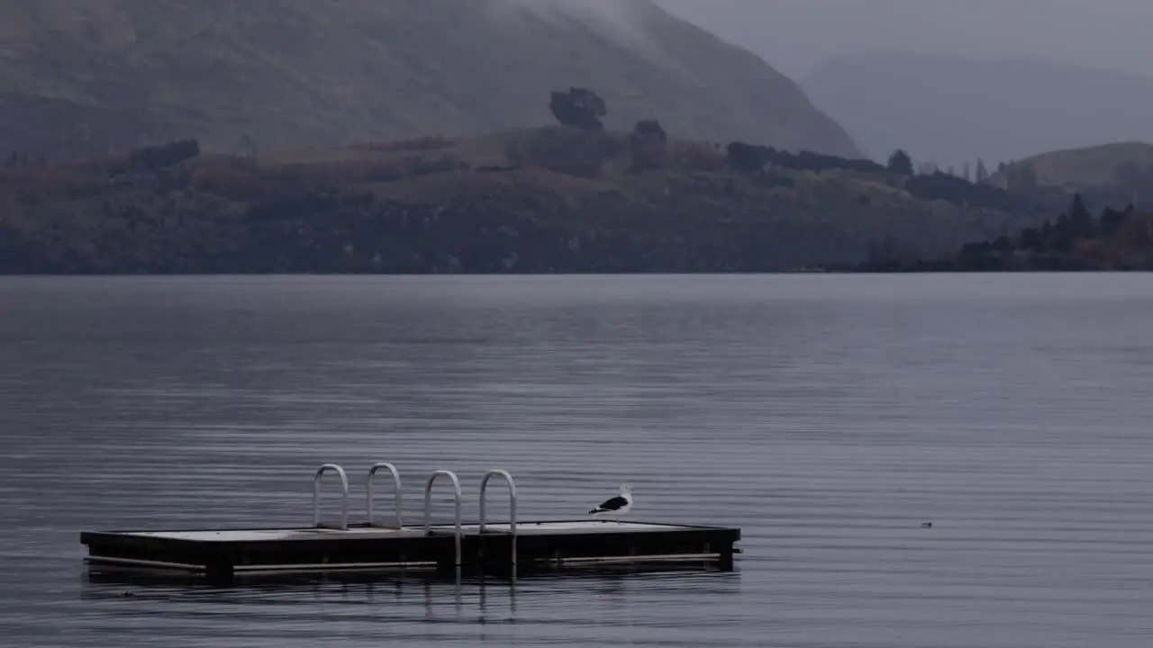 A rainy day in New Zealand with bird on the lake