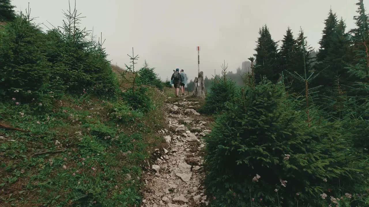 POV shot on a mountain trail throw coniferous trees