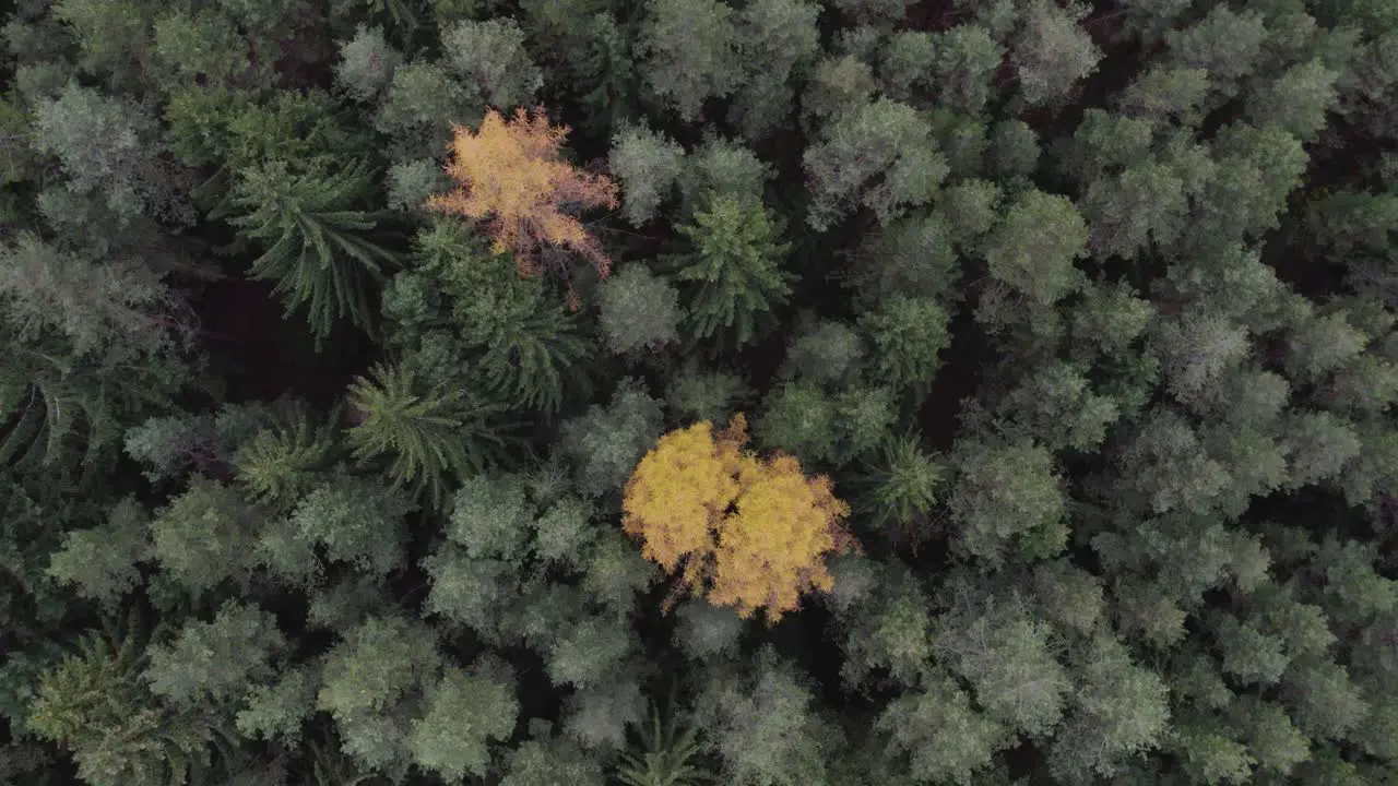 Bird view of beautiful late autumn forest with lone yellow tree