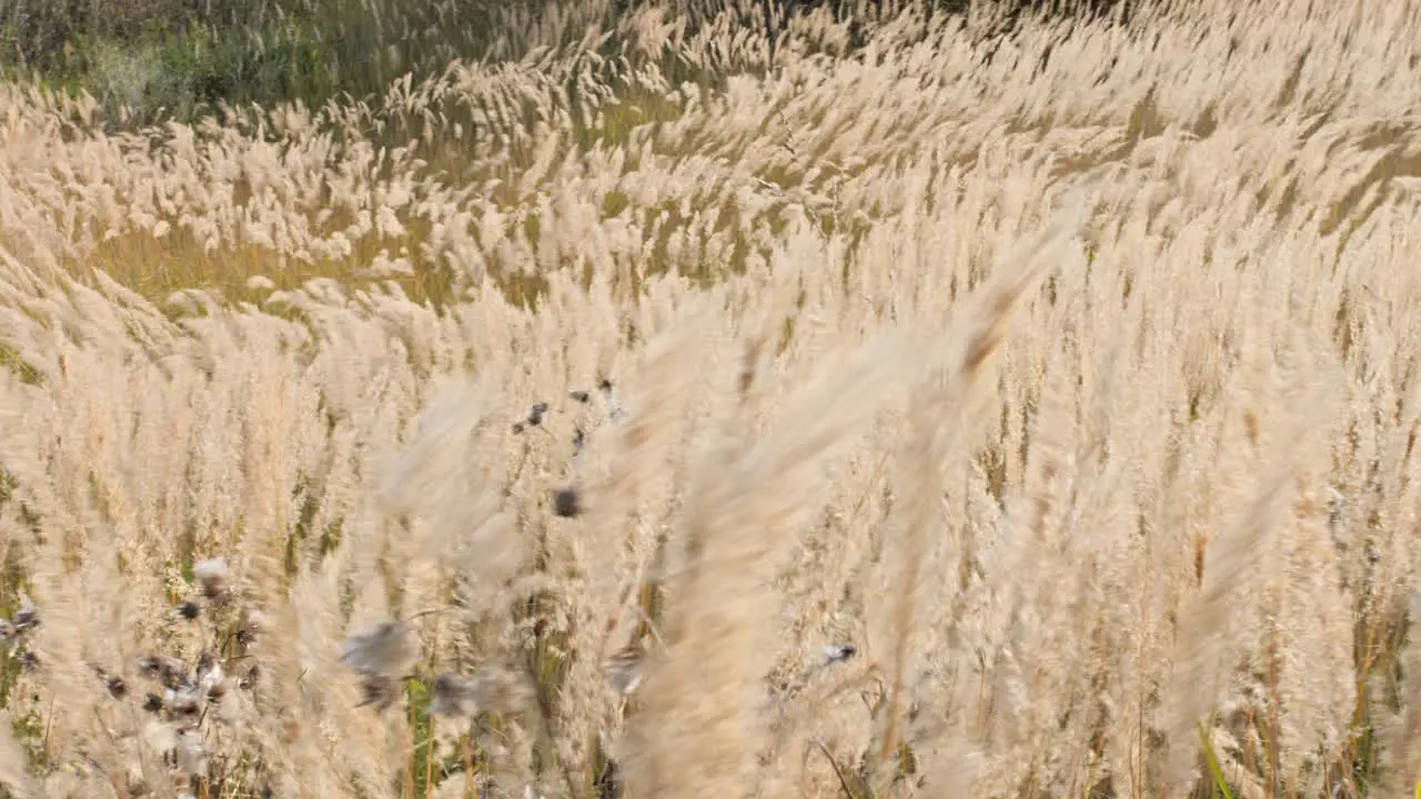 Shooting a field with fluffy beige ears on a very windy day chaotic motion waves on the grass anticipation of the rain