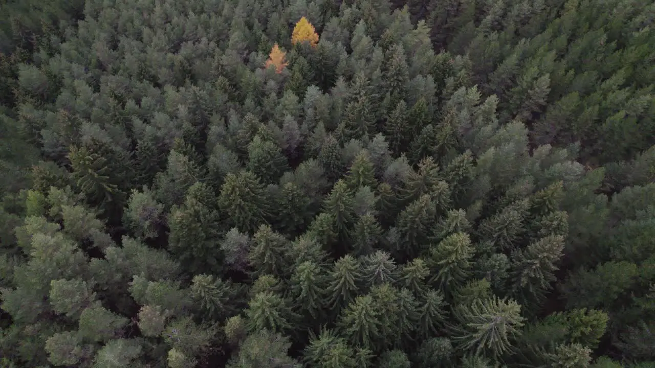 Flying over beautiful late autumn forest with lone yellow tree