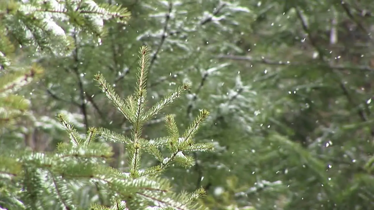 Snow Begins To Collect On The Trees In This Closeup Clip