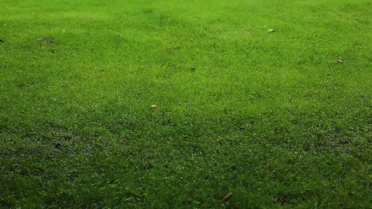 Hail And Heavy rain fall on green grass