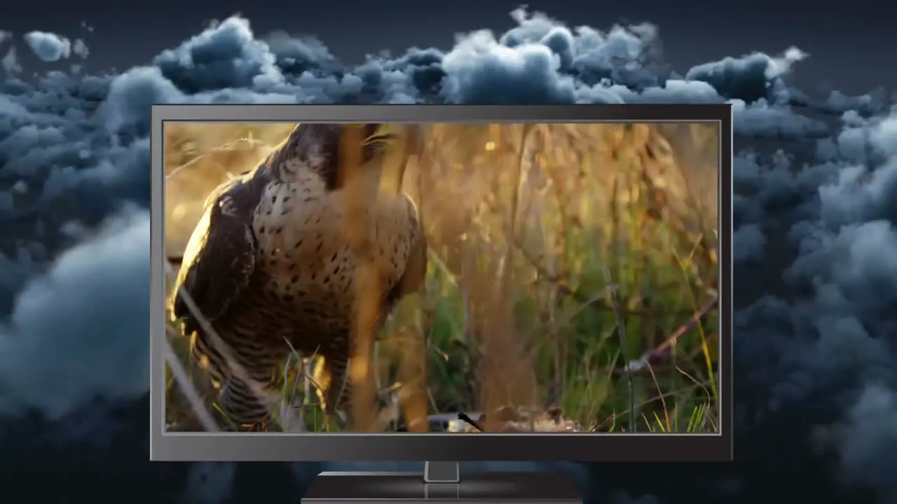 Digital animation of digital tablet showing predatory bird eating the prey in forest 4k