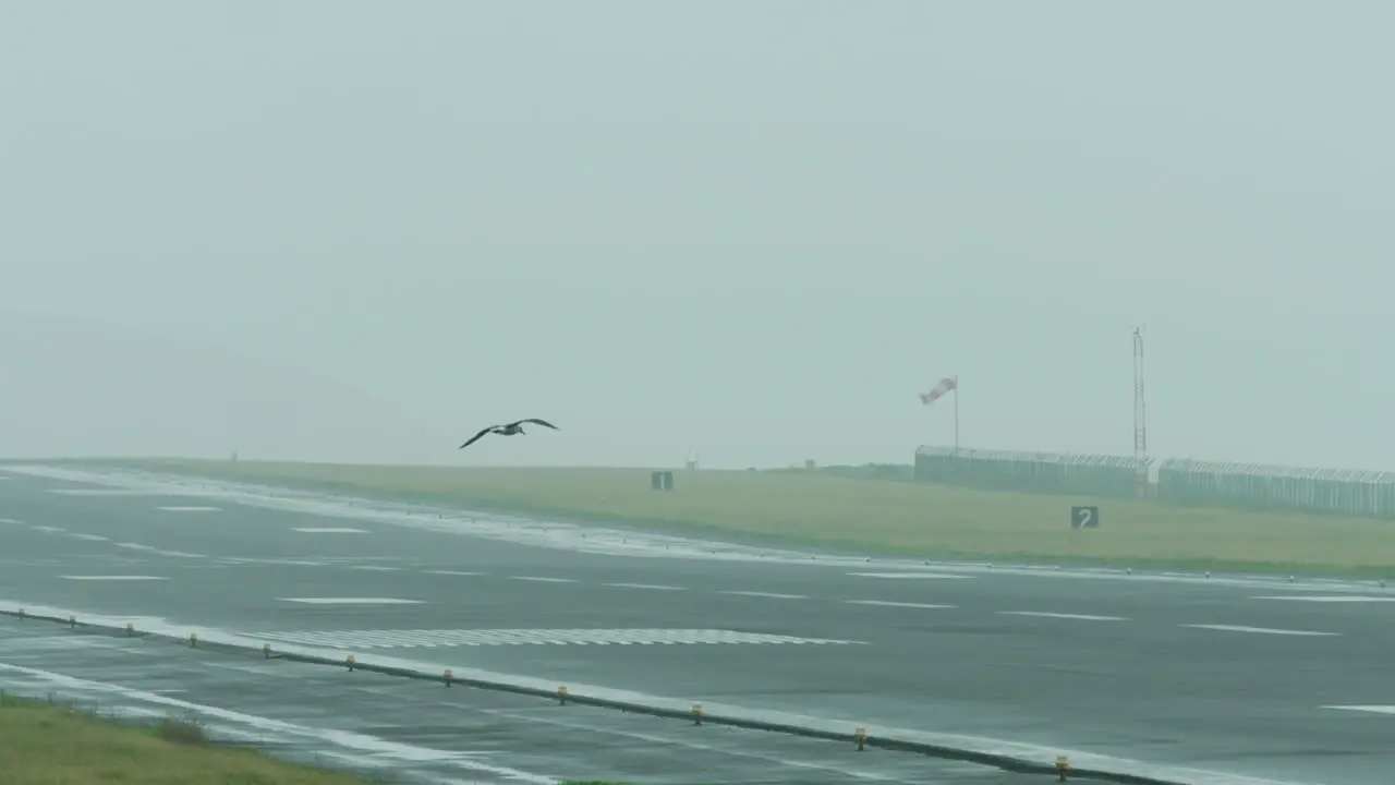 Seagulls fly around an airport runway in stormy weather