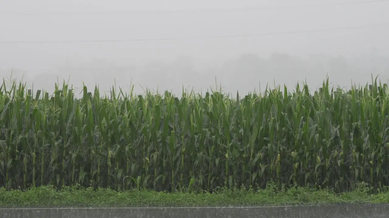 A very bad thunderstorm producing heavy rain and wind with a cornfield in the background