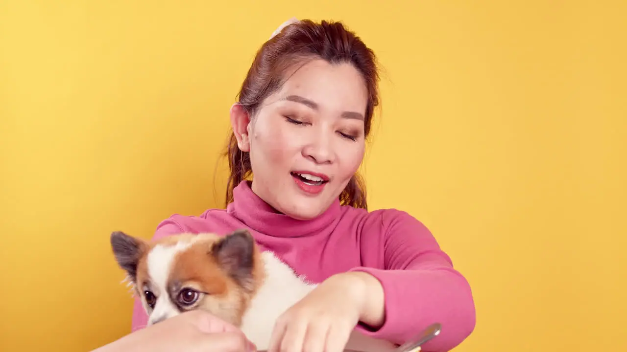 Asian gorgeous young show love and play with chihuahua mix pomeranian dogs for relaxation on bright yellow background