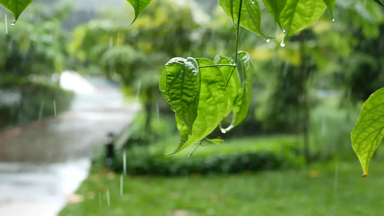 Rainy day in a empty park in signapore 