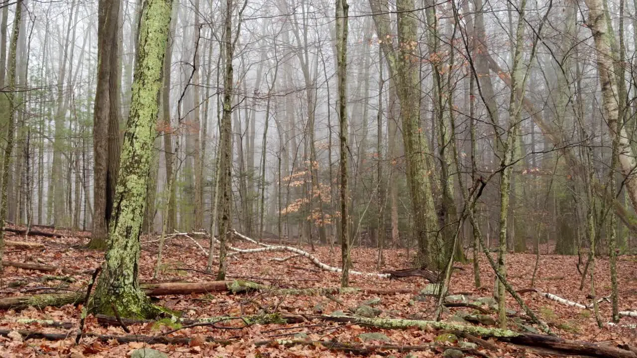 Mysterious foggy magical moss covered woodland on a beautiful atmospheric rainy day