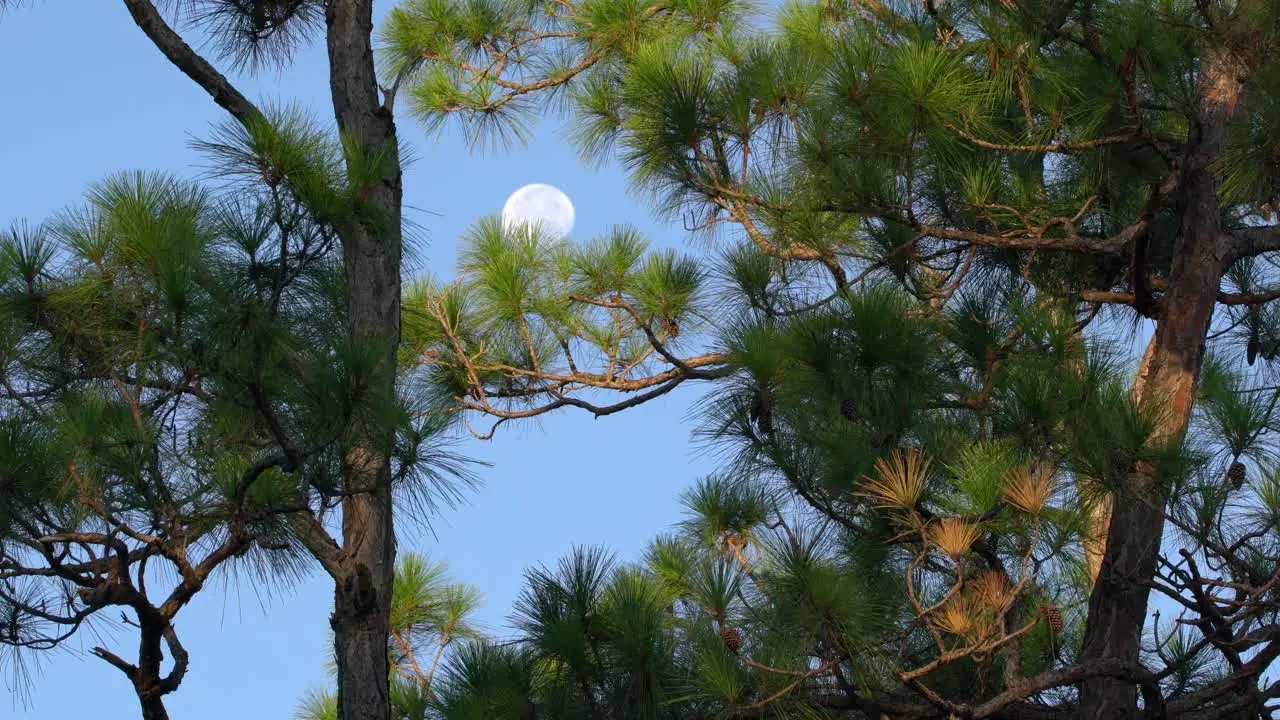 The Moon Moves Across The Sky As Seen Through Pine Trees