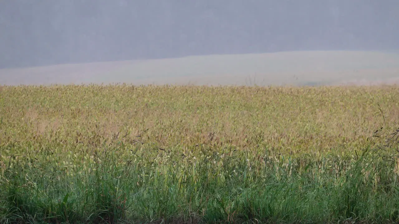 Heavy rain and wind over a field of wheat during hurricane season