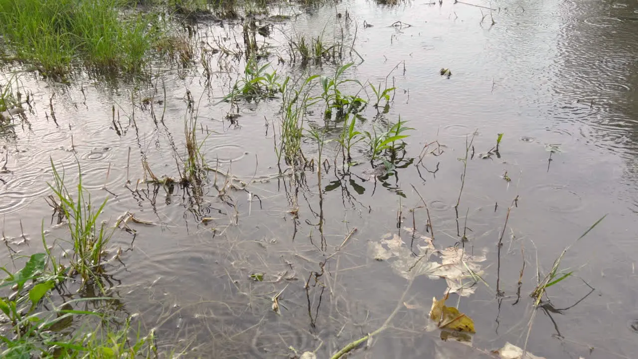 Raindrops on the surface of a small puddle pond plash during summer storm rain