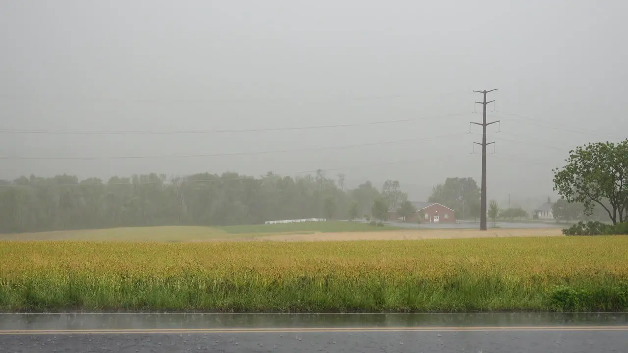 A heavy rain downpour over the wheat fields in the countryside during the hurricane season