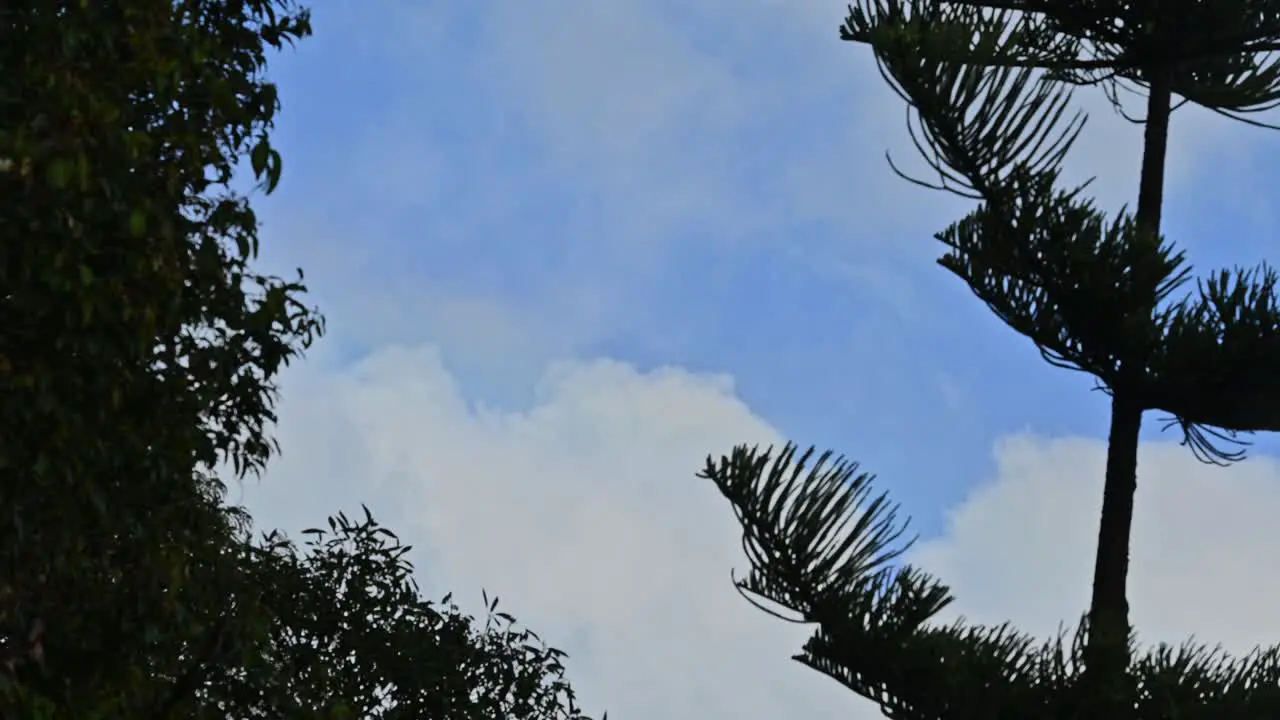 Timelapse of a rainbow appearing between 2 trees