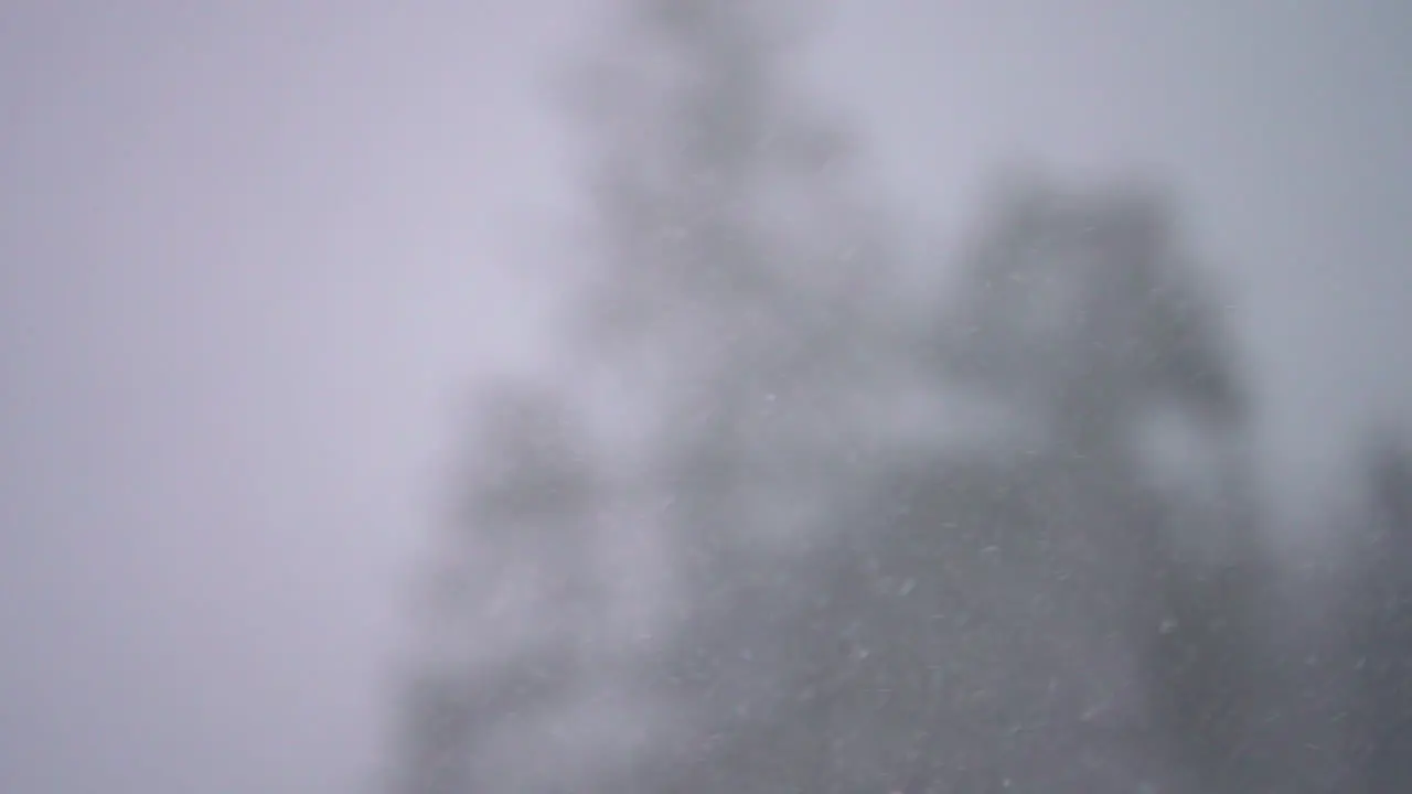 Super slow motion of a heavy blustering snow storm against a pine forest