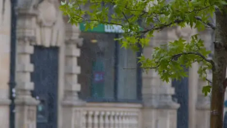 Medium Shot of Tree Leaves In Torrential Rain 