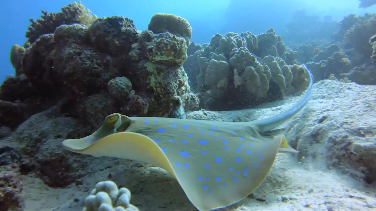 Blue spotted stingray swimming away from a beautiful tropical coral reef