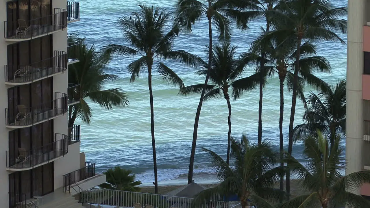 Waikiki palm trees and waves