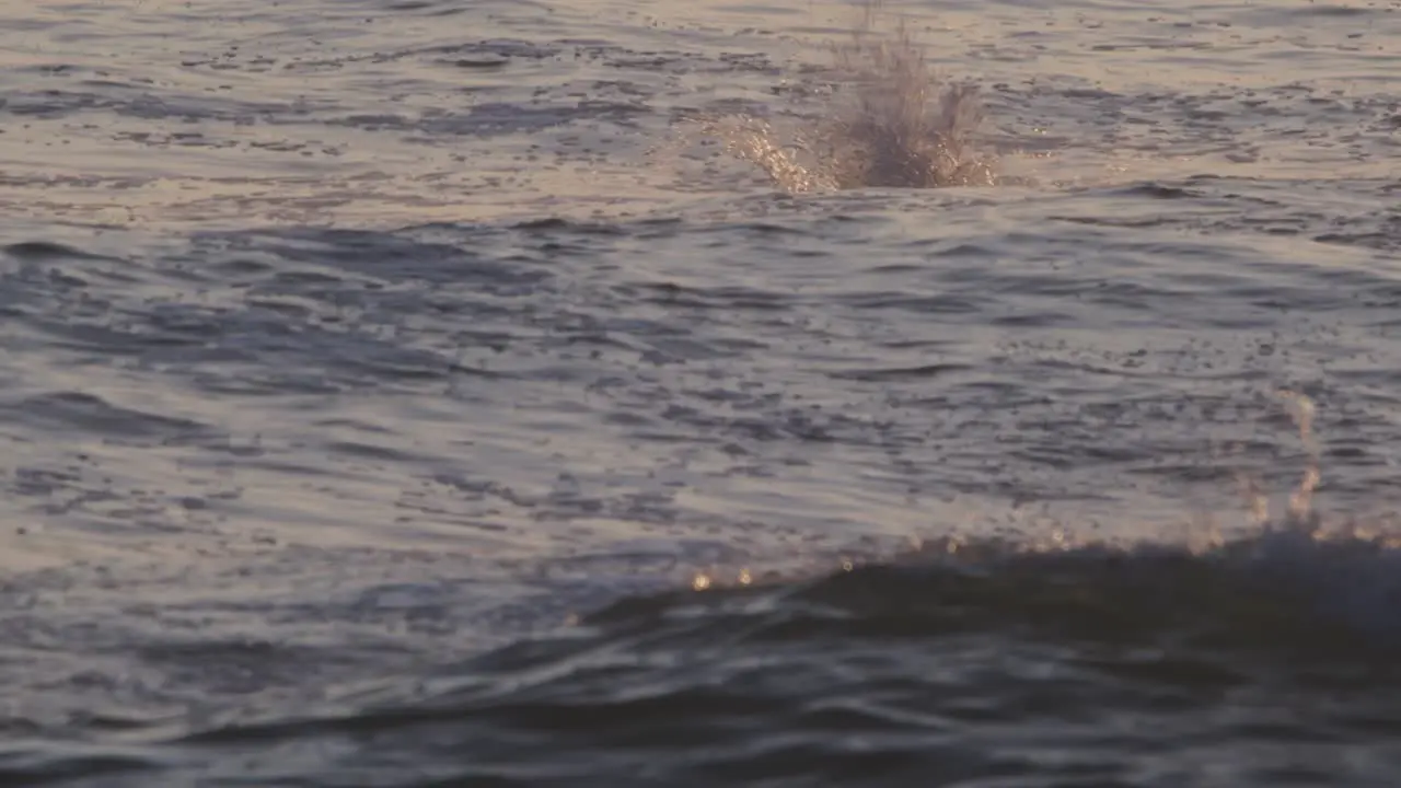 Slow Motion Dive of a Peruvian Pelican into the sea with a splash and then take off with flapping and hopping  evening pink sky