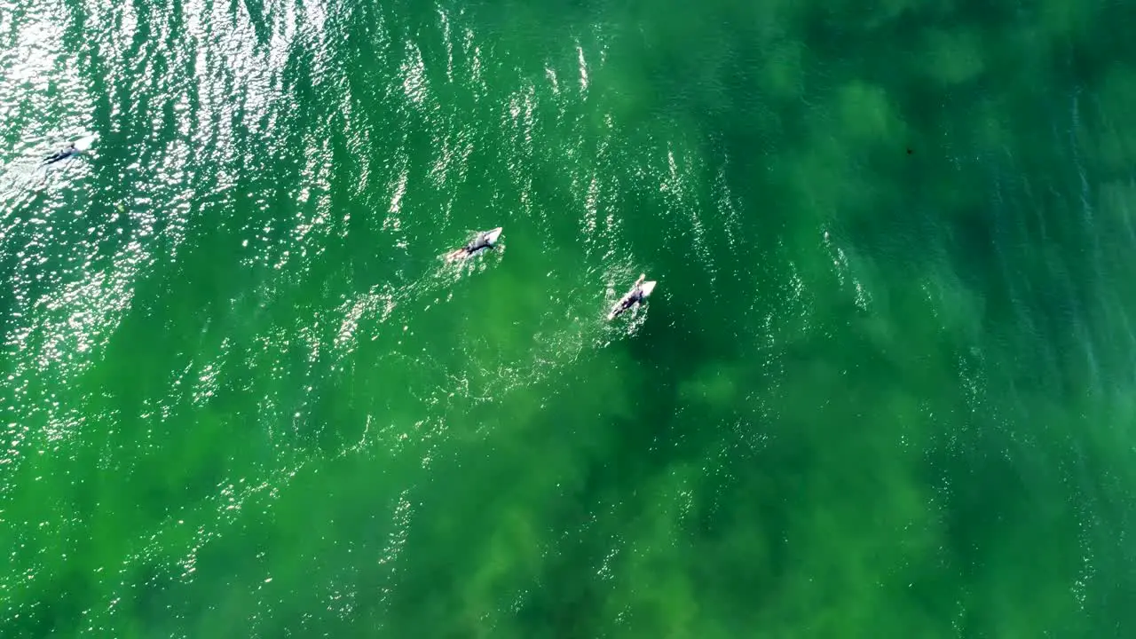 Drone aerial shot of surfer's bird's-eye view paddling in green Pacific Ocean Wamberal Central Coast NSW Australia 3840x2160 4K