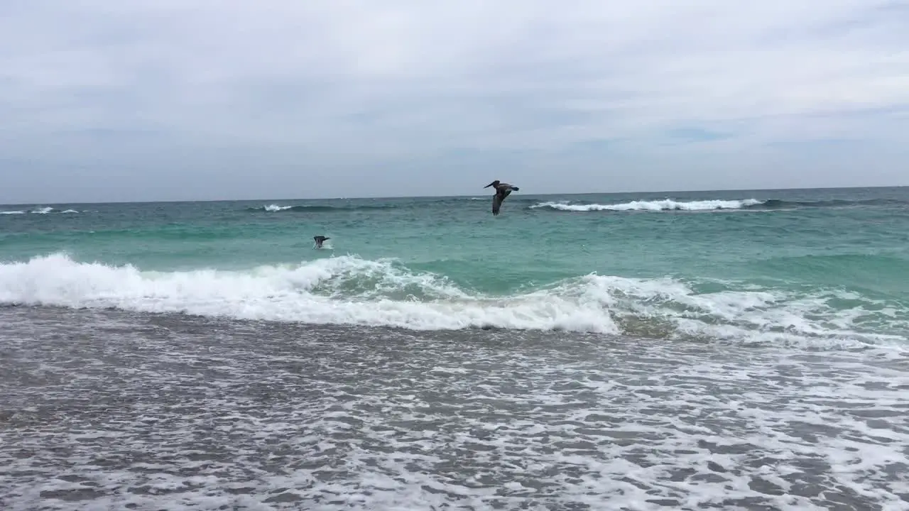 Pelicans Flying Over the Waves of the Sea in Search of Fish in Cabo Pulmo Mexico