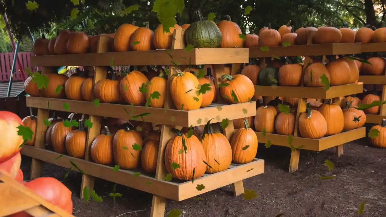 Animation of autumn leaves over pumpkins on shelves