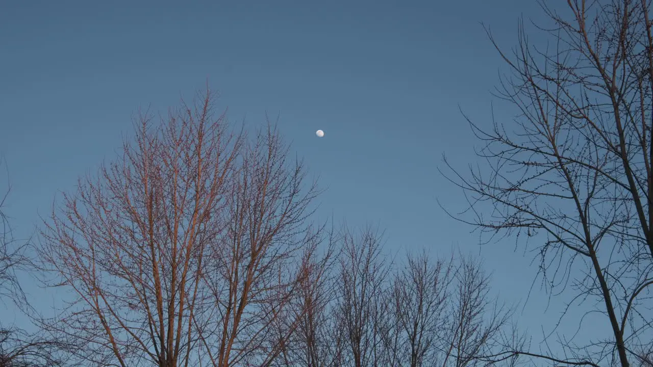 The moon glowing against a light blue evening sky with trees swaying in the foreground