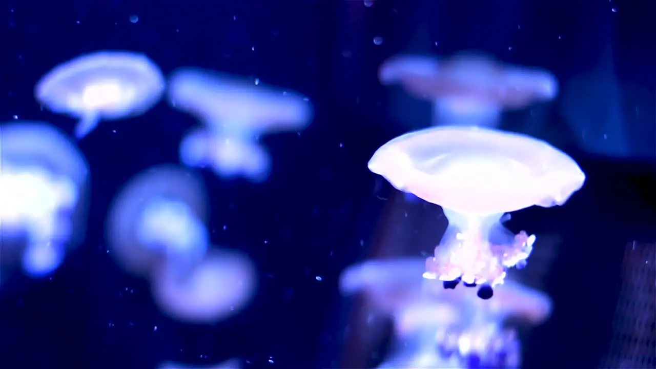 Mushroom Moon Jellyfish