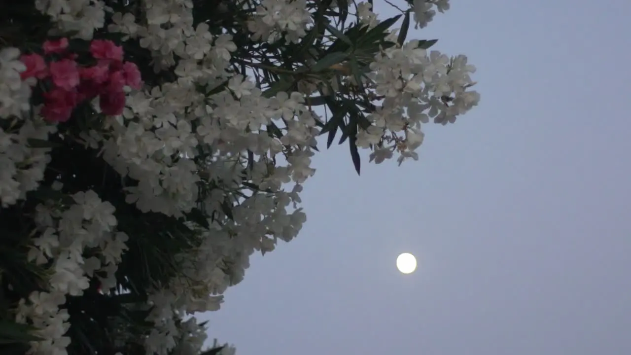 Bush of flowers tilt shot with blurry background of full moon tilt shot