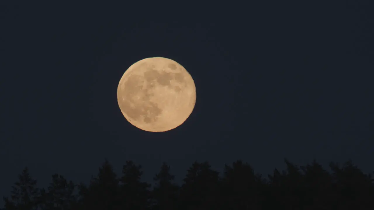 Super moon rise above distant trees closeup view atmospheric distortion