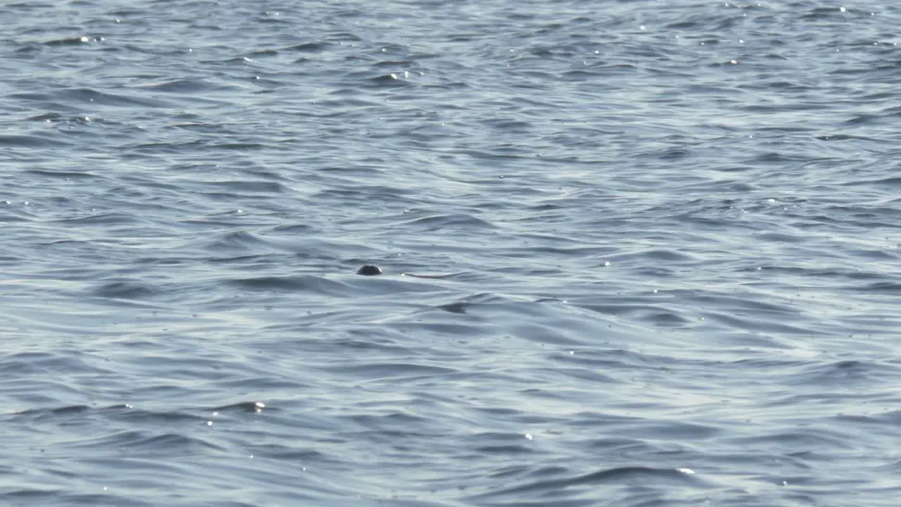 Playful wild grey seal swimming backward in open water