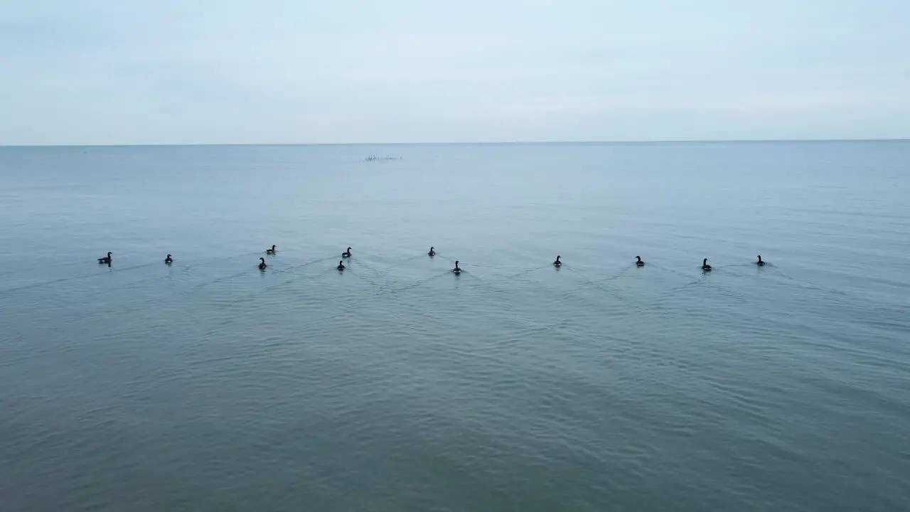 Geese swimming away on lake 4K Drone