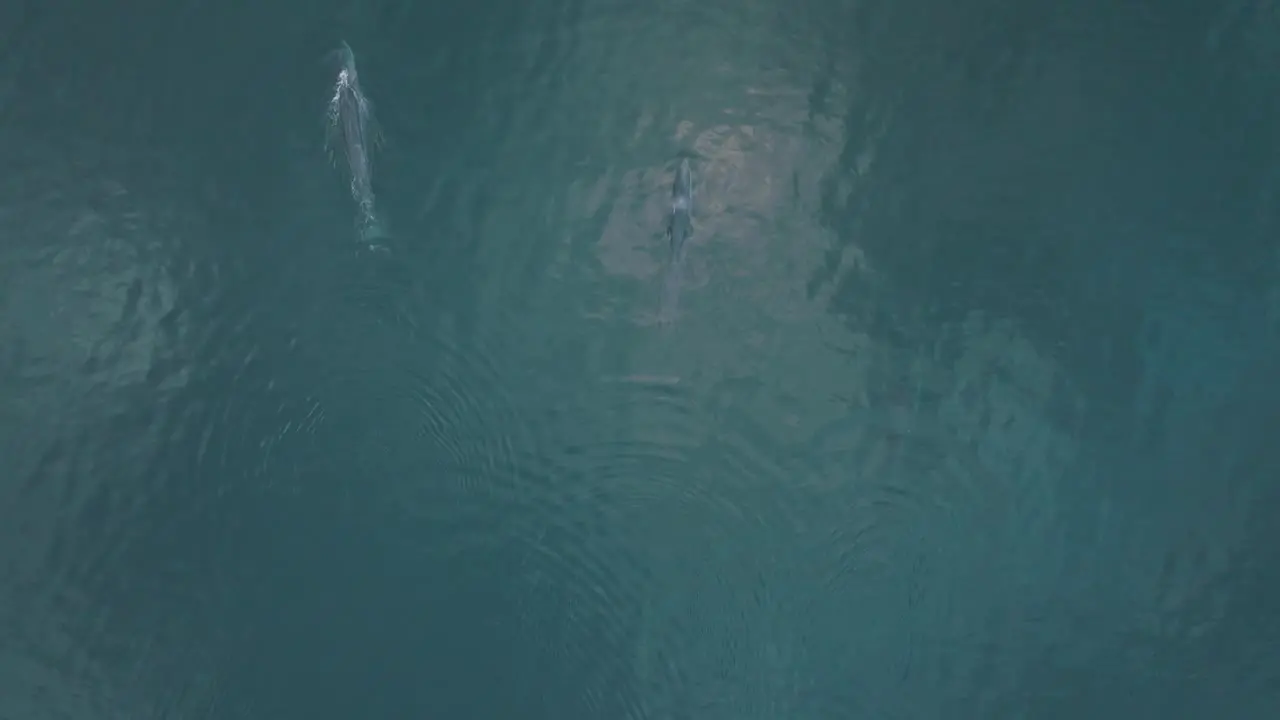 Pair of Two Beautiful Fin Whales in Pacific Ocean Aerial View with Copy Space