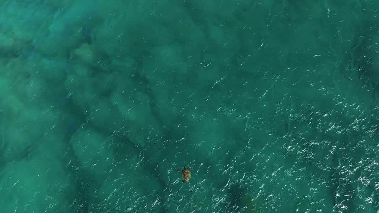 Native Hawaiian Green Sea Turtle surface before resubmerging under the waves