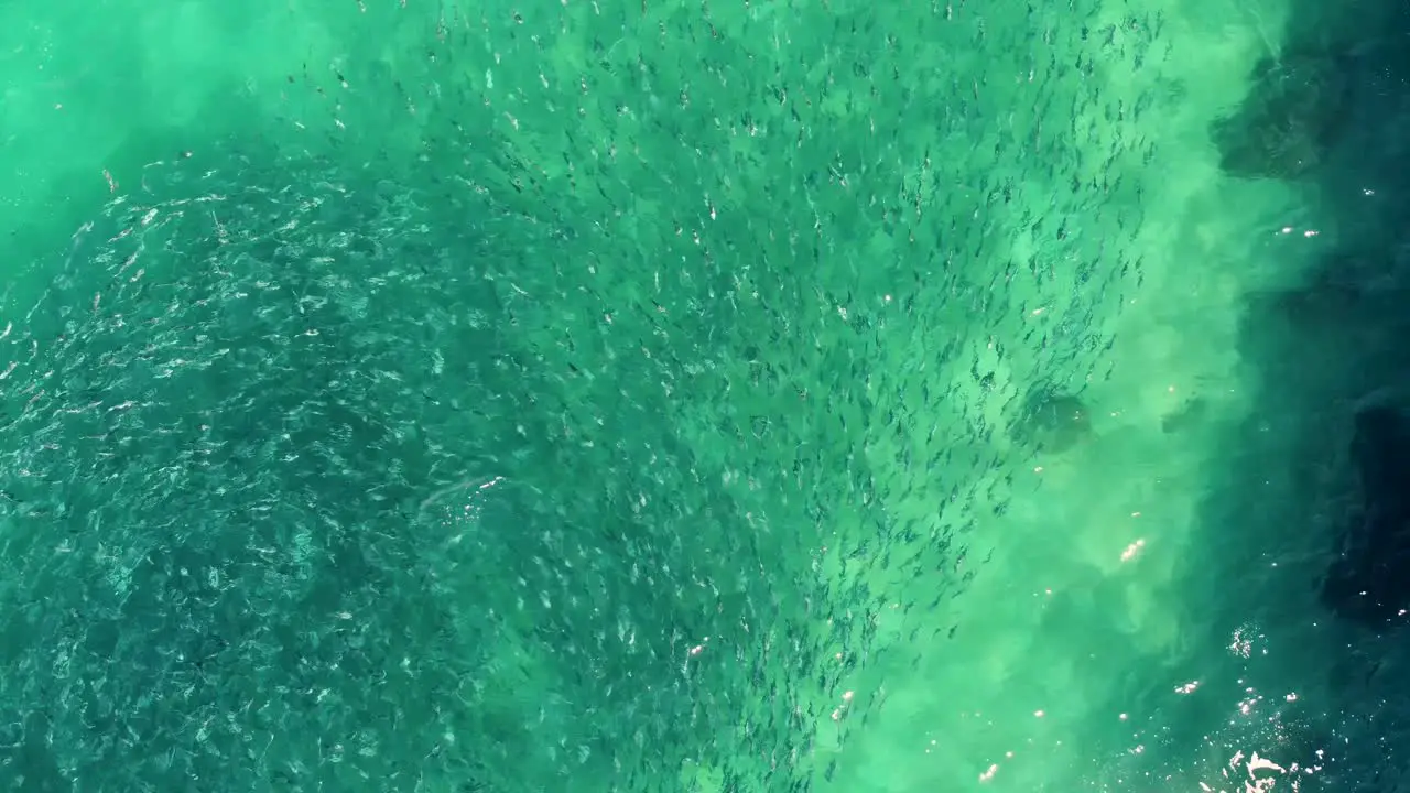 Drone aerial pan shot school of salmon fish swimming in North Avoca beach channel Pacific Ocean Central Coast NSW Australia 4K