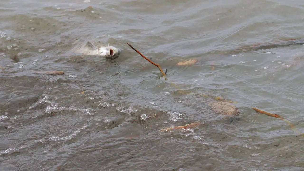 Dead fish floating in the water with plastic and garbage