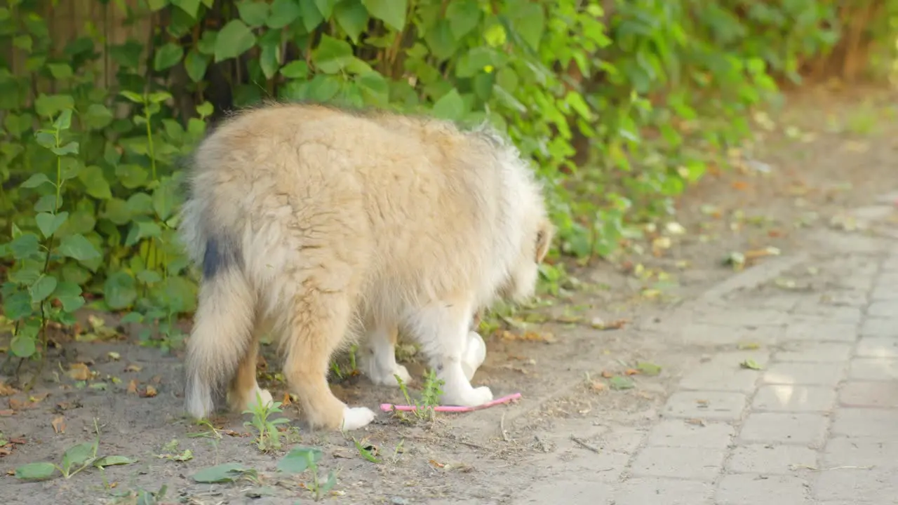 Scolding pet dog licking litters handheld closeup