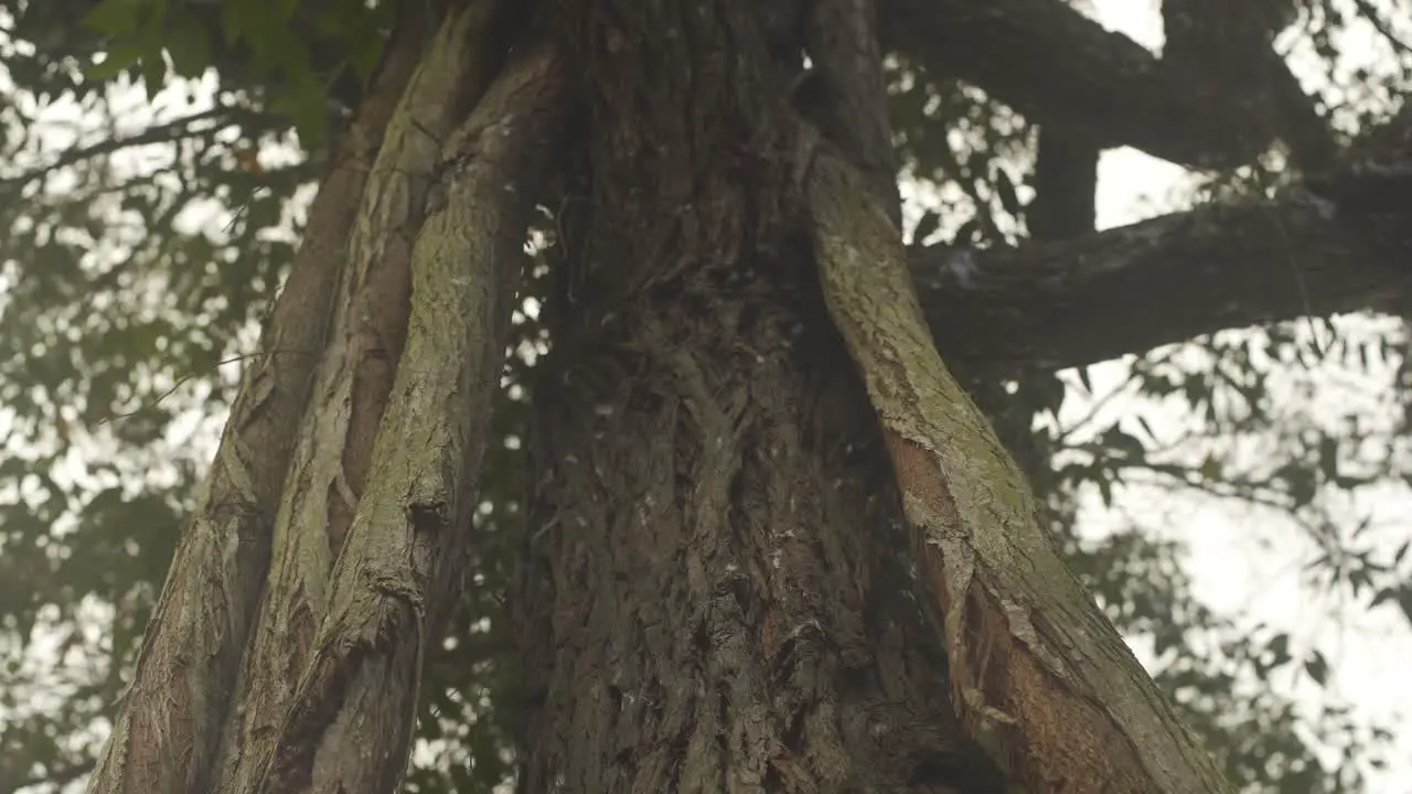 Shot of an eucalyptus tree trunk from below