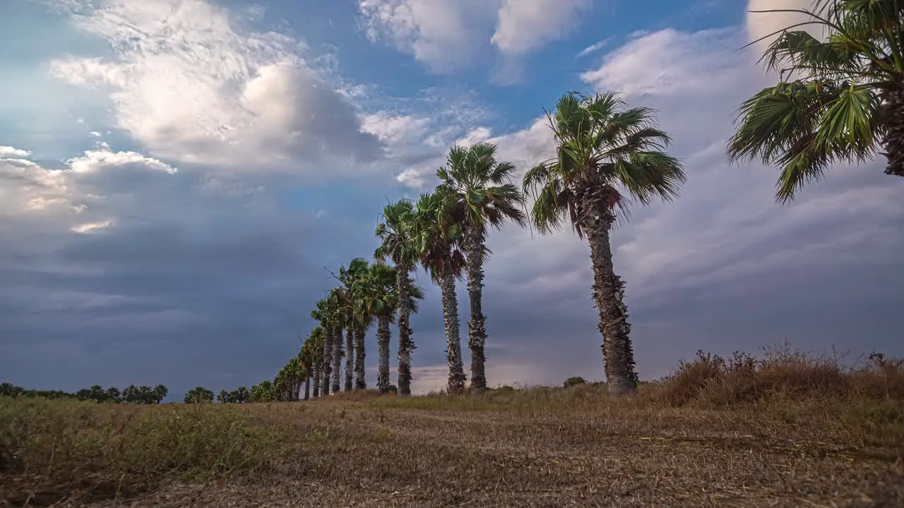 Time Lapse of white clouds blowing over a long row of tall Chines windmill palms