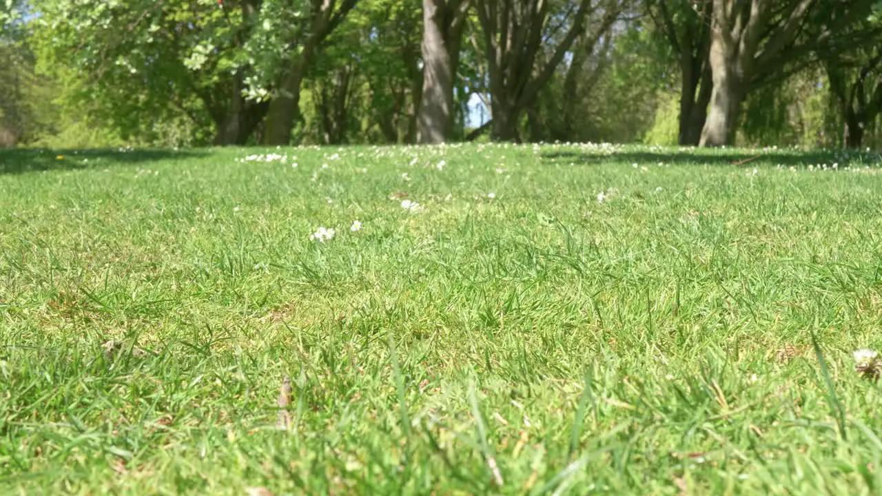 green lawn public city park Dublin 4k UHD