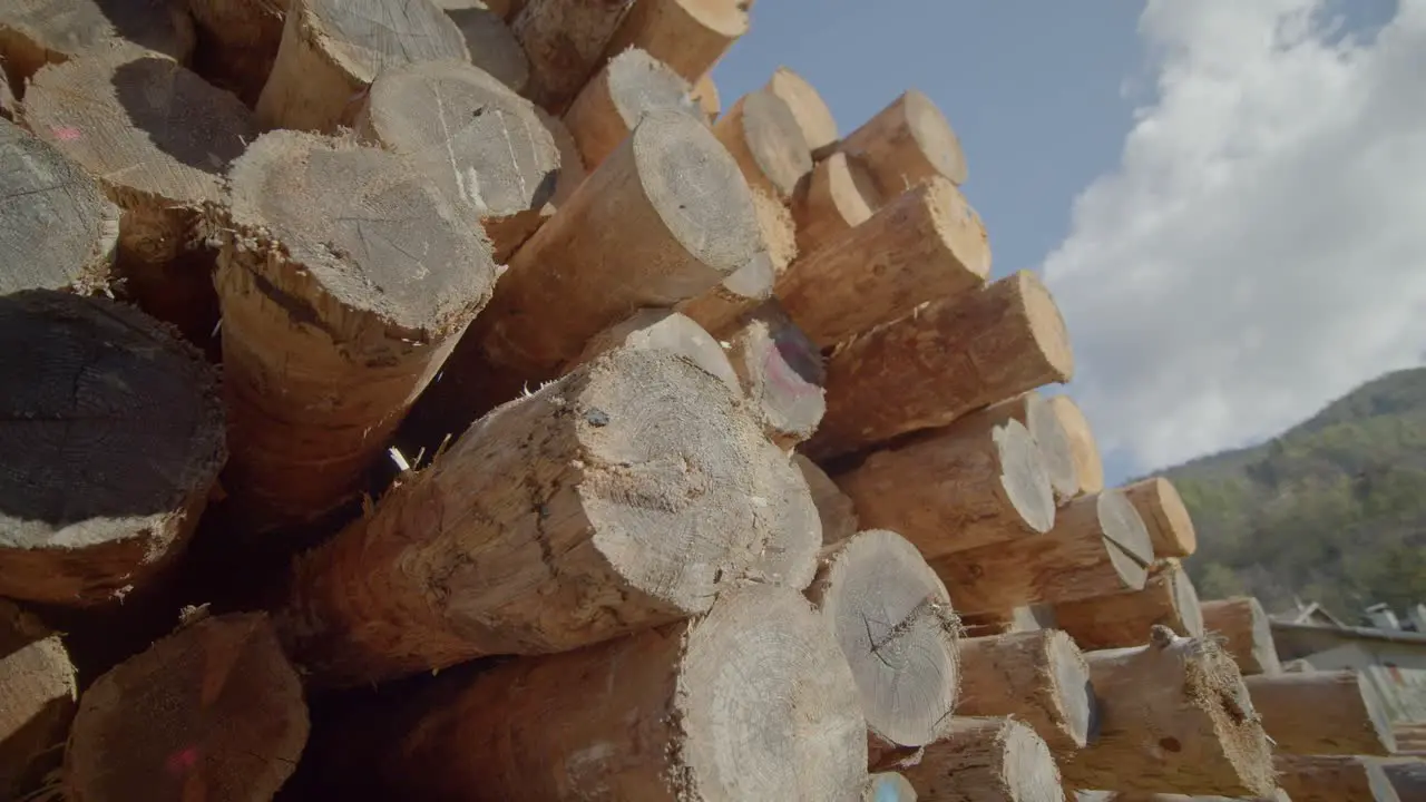 Overtake Shot Of Stocking Of Tree Trunks Under Blue Sky