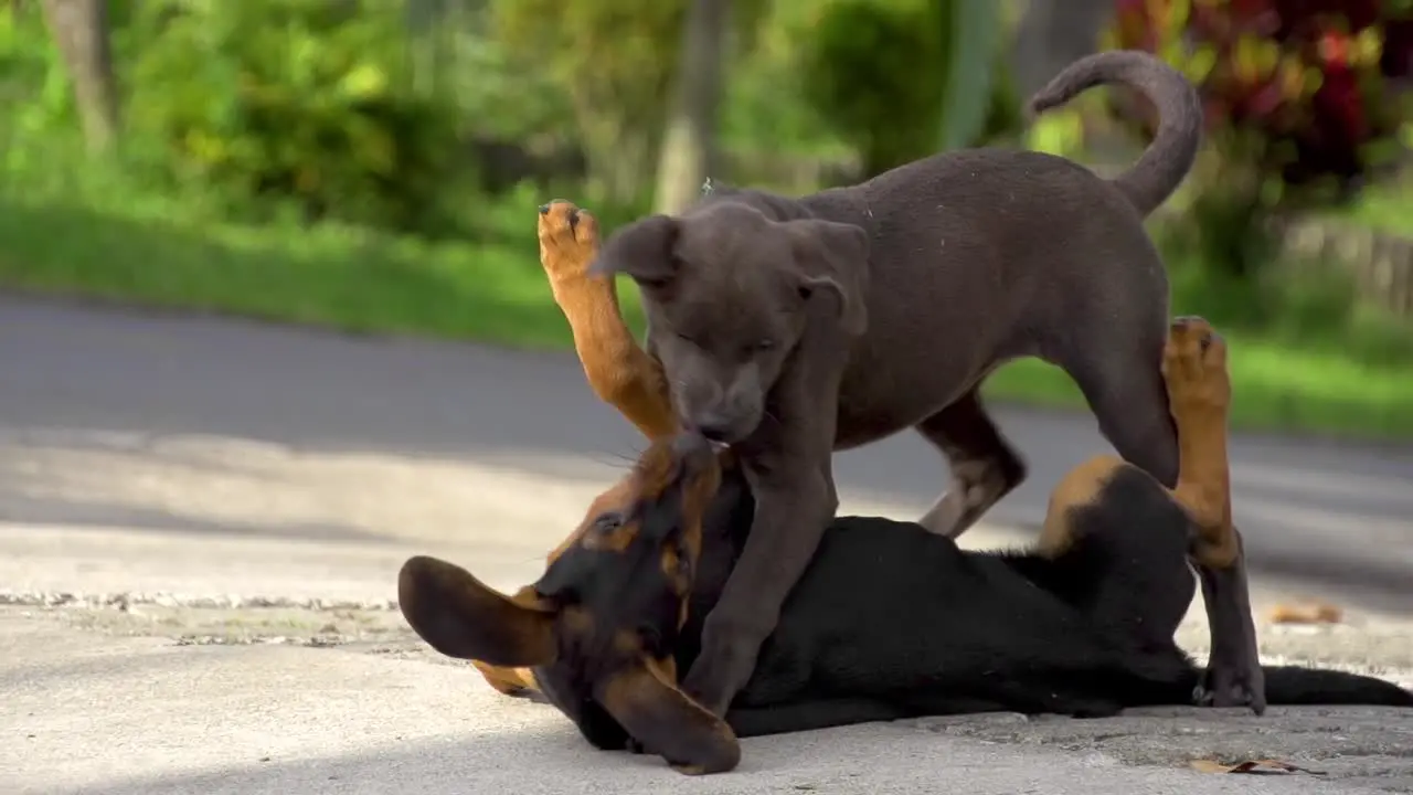 Two dogs playfighting in slow motion