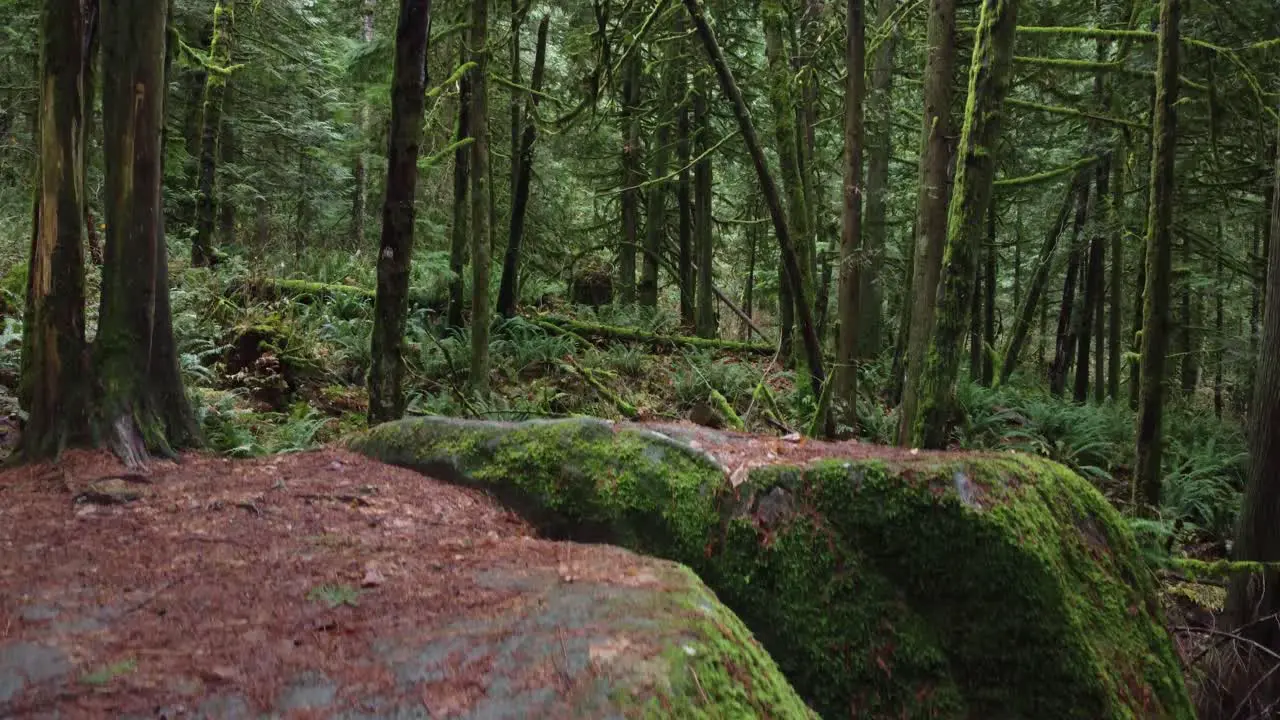 Jib Reveal shot of a green forest from behind a mossy rock boulder